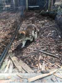 野生動物奇遇記，Pearcedale月光之旅野生動物保護園