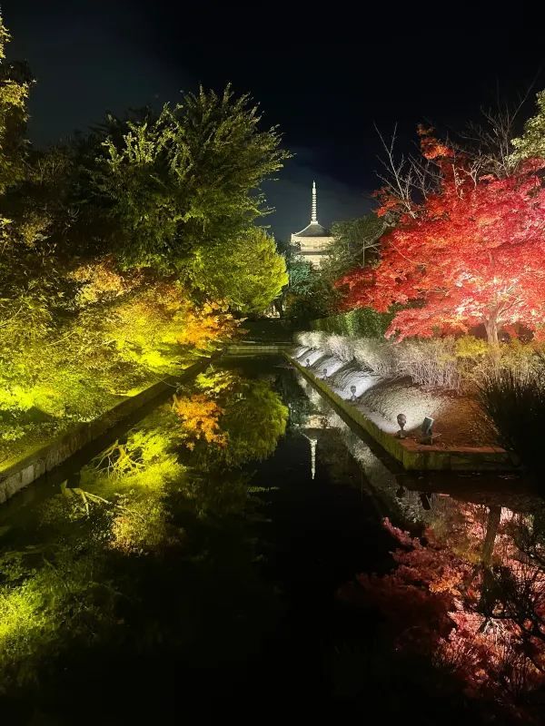 The Night Maple of Toji and the Ginkgo of Nishi Honganji are Amazing