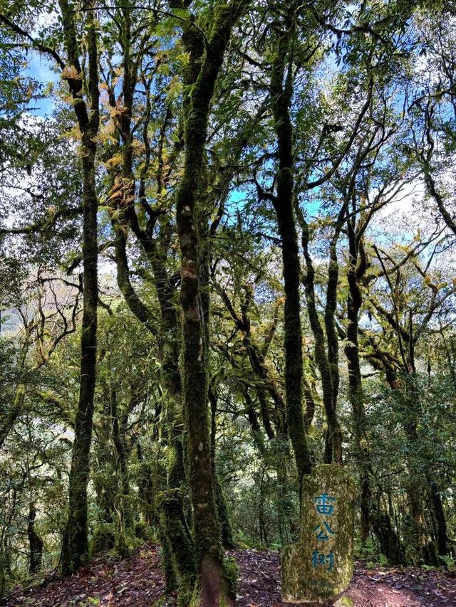 【哀牢山·金山森林】戶外行山旅遊必打卡景點。