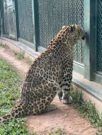 廣州動物園的小動物們你們都看了嗎