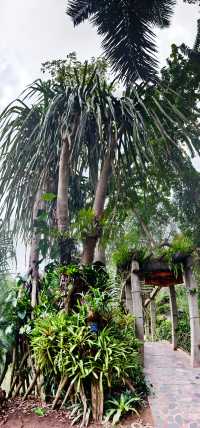 中國科學院西雙版納熱帶植物園（雲南省，5A）