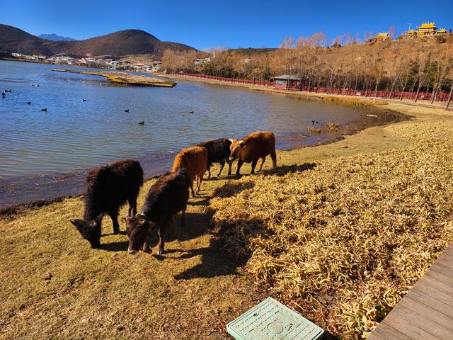 香格里拉