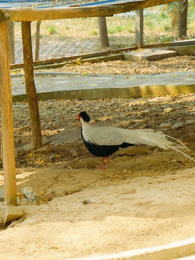 冬季反向遊 |  附鄭州動物園遊玩攻略