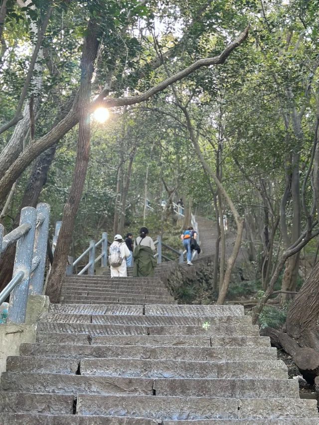 去紫金山逛逛