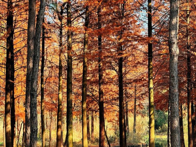 西溪濕地紅杉 | 美得像油畫