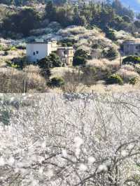 又是一年梅花香（從化免費梅花盛開時）