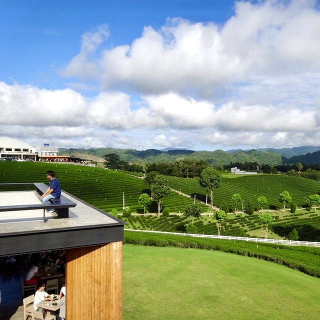 Scenic Tea Plantation in Chiangrai