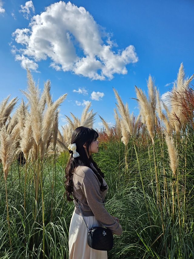 모든 가을 꽃을 구경할 수 있는 양주 나리농원 나들이🌸