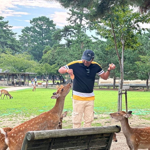 kyoto and Nara park one day trip from osaka