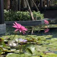 Discover the Beauty of Chiang Mai