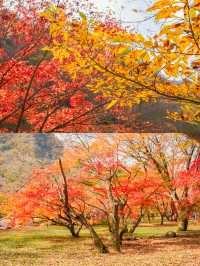 Enchanting Autumn at Naejangsan National Park