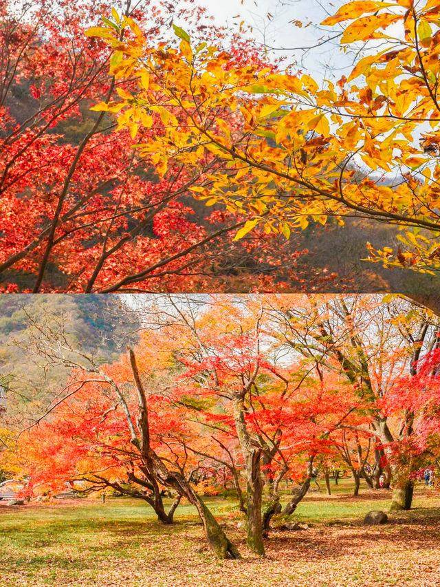 Enchanting Autumn at Naejangsan National Park