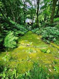 【鎌倉・妙法寺】朝に訪れたい静寂の苔寺