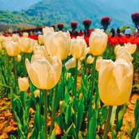 MESMERISING VIEW OF 73 VARIETIES OF TULIPS.