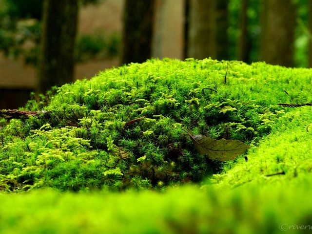 【石川県】日本有数の苔の絶景！「日用苔の里」