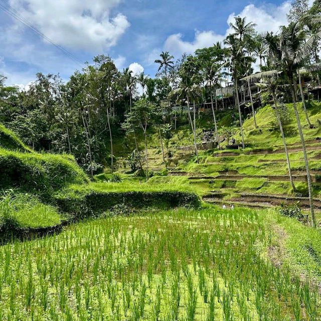 Bali Rice Terraces