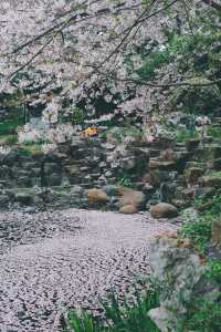 這個春天魔都最美的一場櫻花雨~