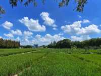 打卡上海青西郊野公園。