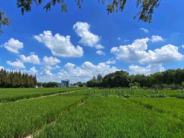 打卡上海青西郊野公園。