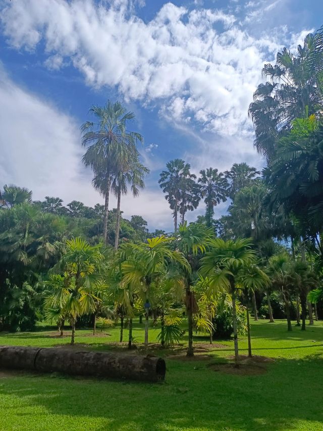 西雙版納中科院植物園——熱帶雨林。