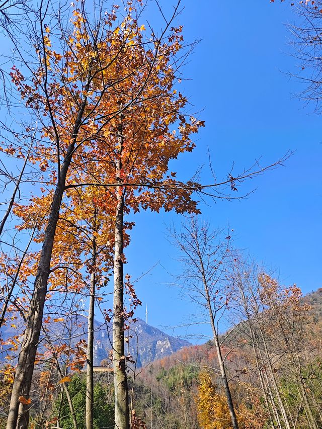 紅楓高，山頂美。