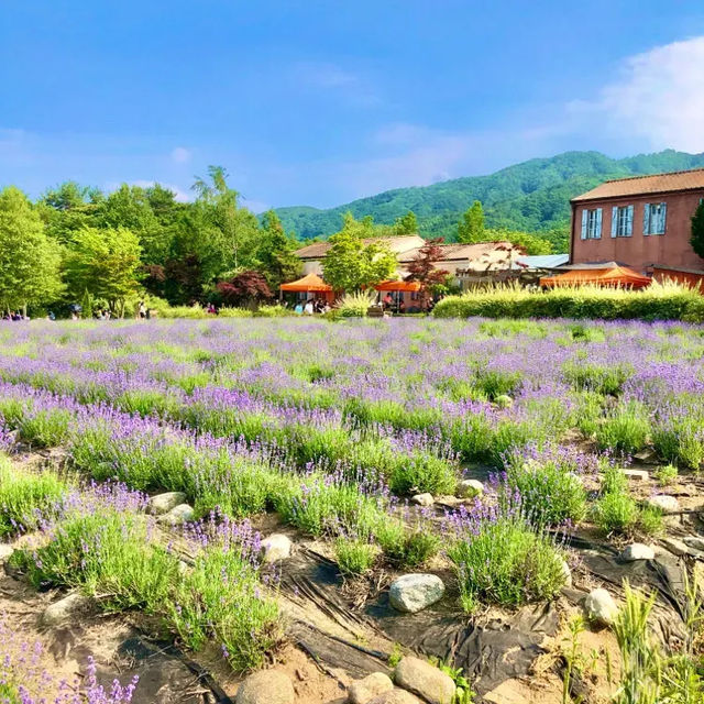 보랏빛 동화속 세상으로 퐁당💜 [하늬라벤더팜]