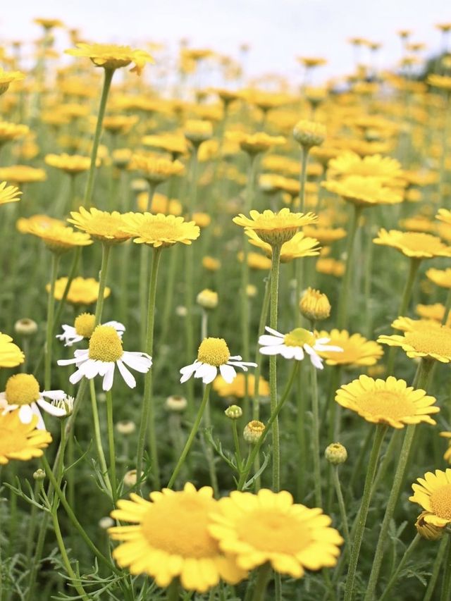 【三重】季節のお花が楽しめるハーブ園