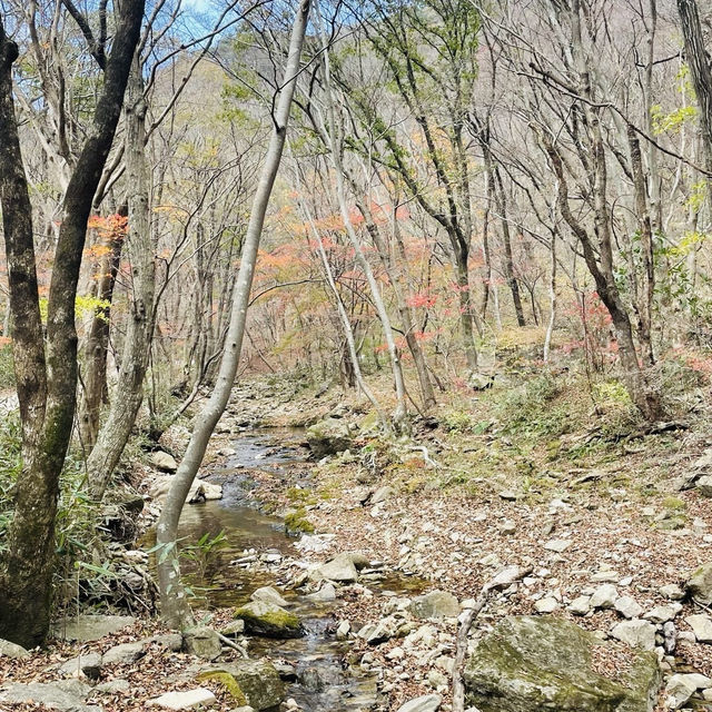 走進內藏山國立公園森林看紅葉