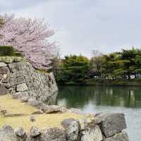 Sakura Magic at Himeji Castle