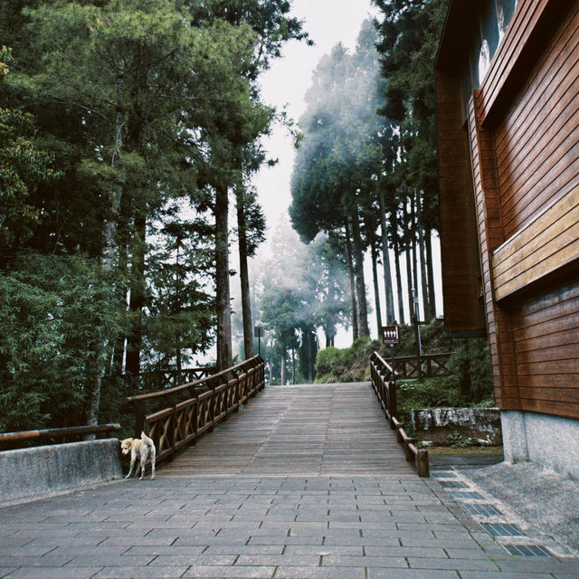 Alishan National Forest Recreation Area