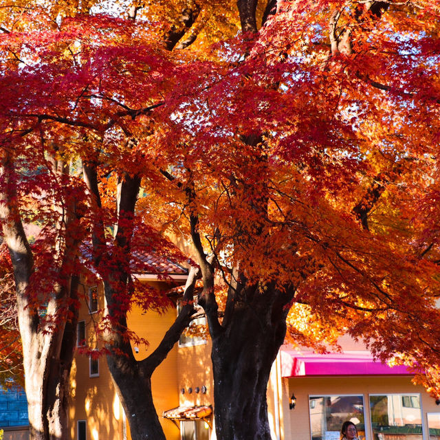 Momiji Kairo Kawaguchiko 