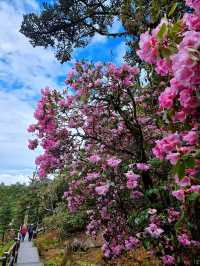 索瑪花開螺髻山