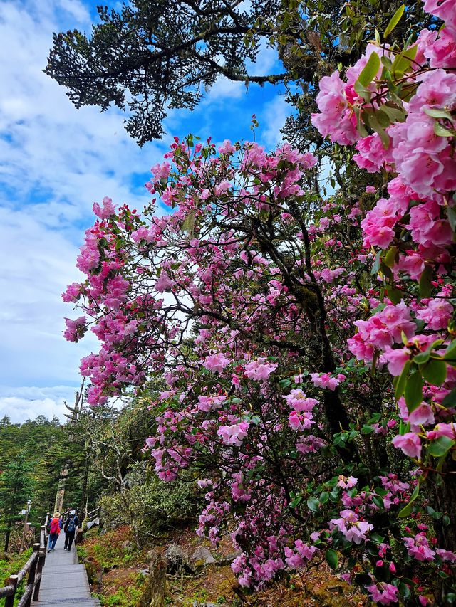 索瑪花開螺髻山