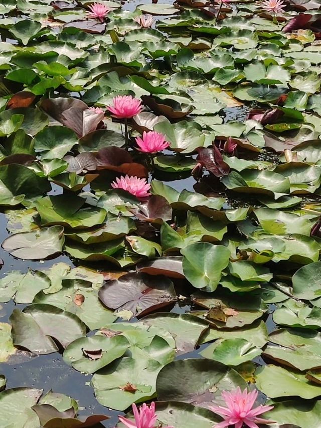 武漢仙境 | 武漢植物園，邂逅自然之美。