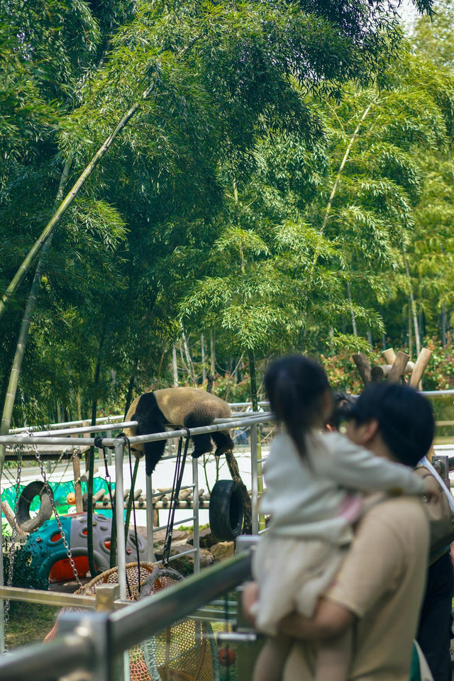 宜興挖筍之旅|南山竹海全玩但最輕鬆路線。