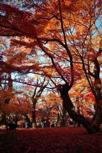 Kyoto To-ji Temple 