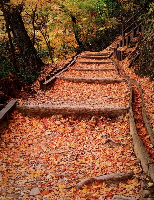 奈良若草山，令人心動的落葉。。