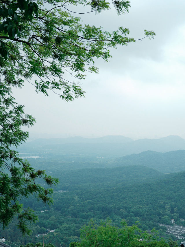 靈隱寺邂逅小松鼠