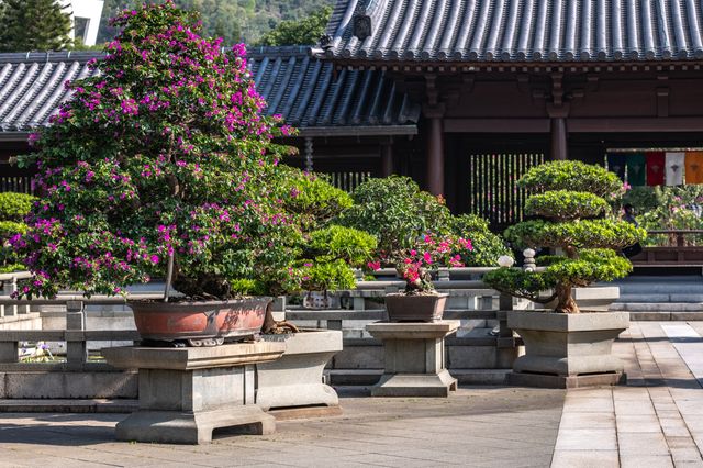 香港志蓮淨苑：鬧市中的幽靜之地，冬日避寒打卡的好去處！