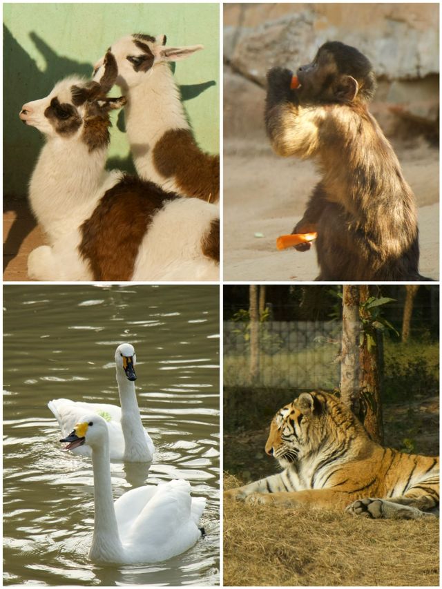 冬季反向遊 | 附上海動物園互動遊玩攻略