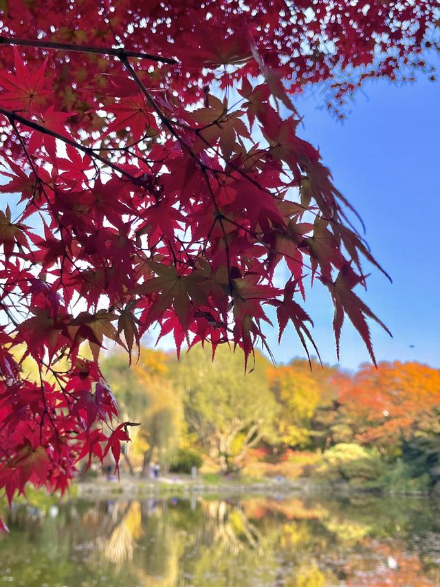 고즈넉한 분위기를 느끼고 싶다면, 창경궁🍃