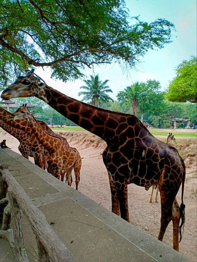 🇹🇭 Khao Kheow Open Zoo