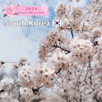 Best Cherry Blossam spots in South Korea 🌸🇰🇷