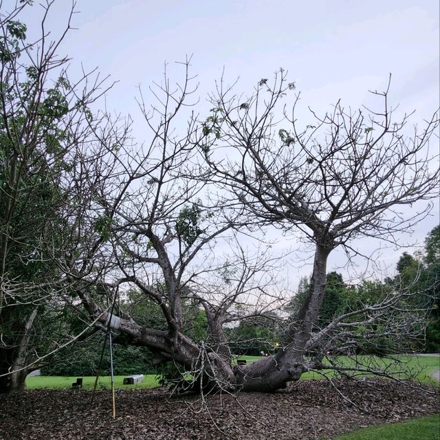 新加坡植物園（Singapore Botanic Gardens）