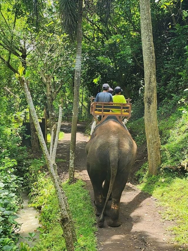 🇮🇩 Elephant Expedition in Bali, Indonesia