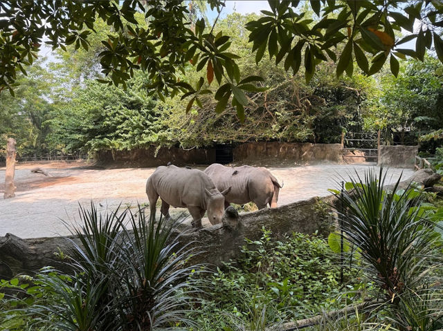 新加坡動物園 Singapore Zoo