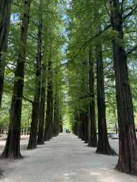 Exploring Nami Island