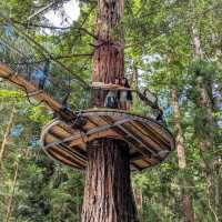 Enchanted Family Adventure at Redwoods Treewalk