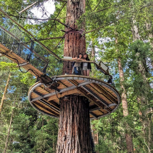 Enchanted Family Adventure at Redwoods Treewalk