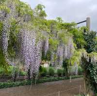  Alowyn Gardens: A Floral Paradise in Yarra Glen 